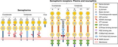 Semaphorins and Their Receptors: From Axonal Guidance to Atherosclerosis